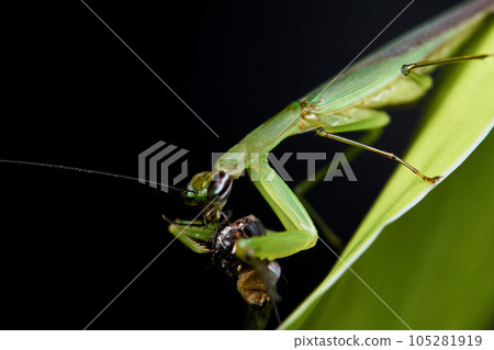 Green mantis preying on flies 105281919