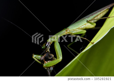 Green mantis preying on flies Green mantis preying on flies 105281921