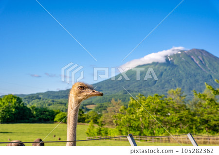 有島第二鴕鳥牧場 105282362