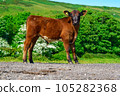A Brown Calf in the South of the UK 105282368