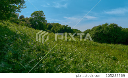 Ferns on Bembridge Down on The Isle of Wight 105282369