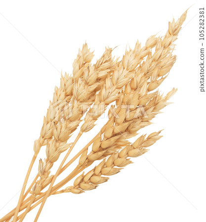 Wheat on white Wheat on white 105282381