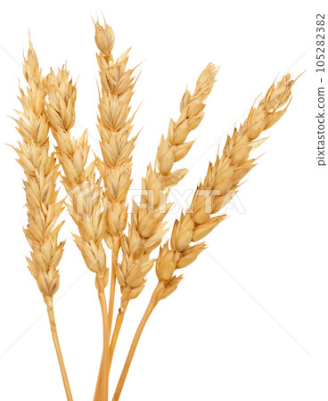 Wheat on white 105282382