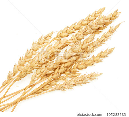 Wheat on white Wheat on white 105282383