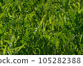 A photograph of green plants as a backdrop 105282388