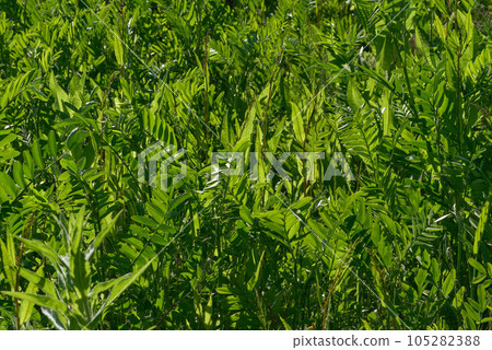 A photograph of green plants as a backdrop A photograph of green plants as a backdrop 105282388