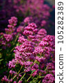Vertical photo of bright pink Valerian flowers 105282389