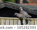 Two Pigeons on a Fence in the South of the UK 105282393
