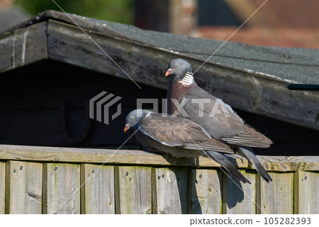 Two Pigeons on a Fence in the South of the UK 105282393