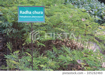 Peltophorum pterocarpum flower tree plant on farm Peltophorum pterocarpum flower tree plant on farm 105282460