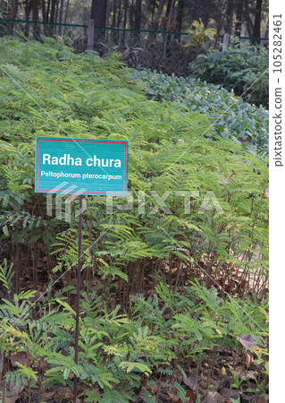 Peltophorum pterocarpum flower tree plant on farm Peltophorum pterocarpum flower tree plant on farm 105282461