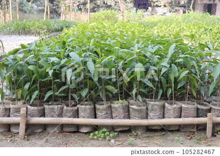 Monoon longifolium tree plant on farm 105282467