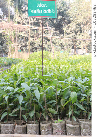 Monoon longifolium tree plant on farm Monoon longifolium tree plant on farm 105282468