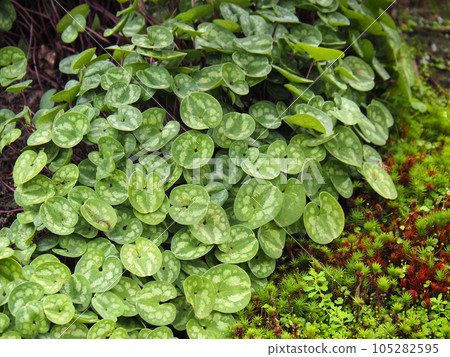 鎌倉長谷寺書院花園 金井 鎌倉長谷寺書院花園 金井 105282595