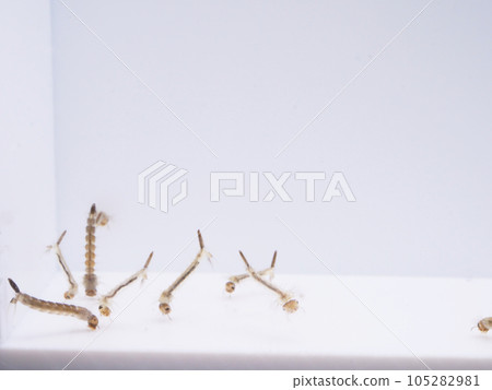 多只蚊子幼蟲聚集在水底 105282981