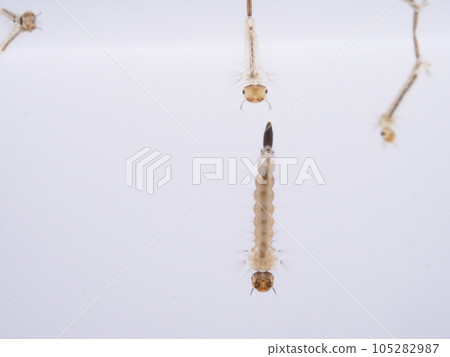 Grown-up mosquito larvae Grown-up mosquito larvae 105282987