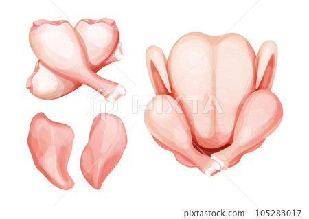 Set Chicken, drumstick and fillet raw meat top view in cartoon style isolated on white background. Bird slice uncoocked, ingredient design. 105283017