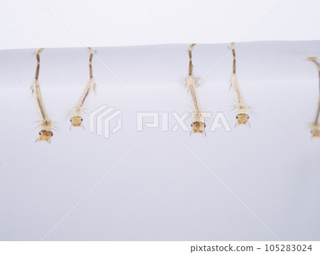 Multiple mothballs hanging on the surface of the water Multiple mothballs hanging on the surface of the water 105283024