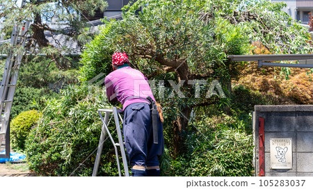 修剪花園樹木 修剪花園樹木 105283037