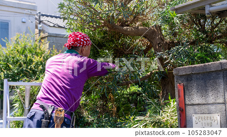 修剪花園樹木 105283047