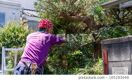 修剪花園樹木 修剪花園樹木 105283048