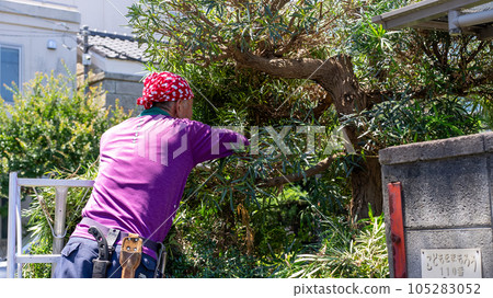 Pruning garden trees Pruning garden trees 105283052
