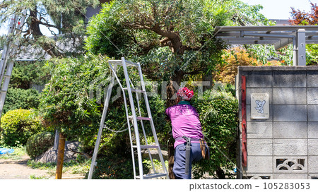 修剪花園樹木 105283053