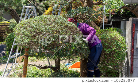 修剪花園樹木 105283077