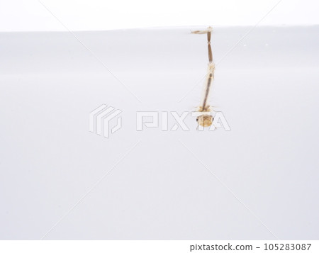 1只蚊子 105283087