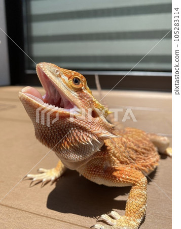 Sunbathing of the bearded dragon 105283114