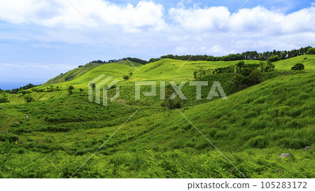 Early summer in Inatori Hosono Plateau, Shizuoka Prefecture 105283172
