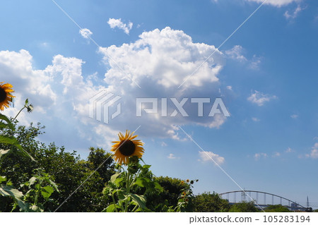 blue sky and white clouds 105283194