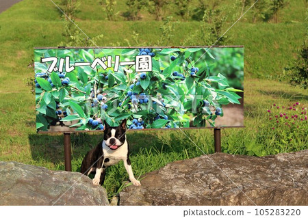 Mighty-kun, a Boston terrier, smiles in front of the signboard of Aigo no Sato Blueberry Garden in Hatoyama Town in summer♡ 105283220