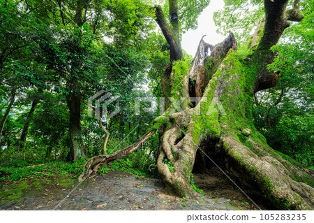 夏天的佐賀縣武雄市塚崎的大樟樹 夏天的佐賀縣武雄市塚崎的大樟樹 105283235