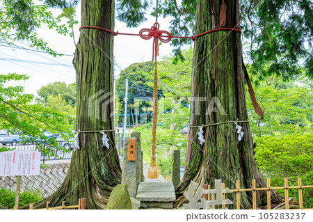 Takeo Shrine in Summer Meoto Hinoki (Takeo City, Saga Prefecture) 105283237