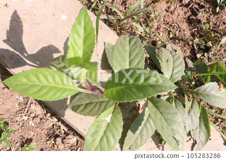 sarpagandha tree in farm for herbal use 105283286