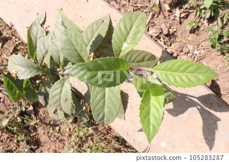 sarpagandha tree in farm for herbal use 105283287