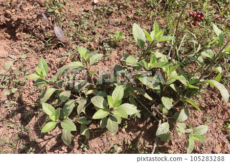sarpagandha tree in farm for herbal use 105283288
