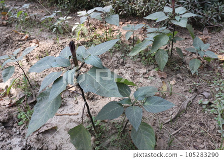 Datura metel tree plant on farm Datura metel tree plant on farm 105283290