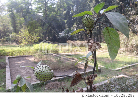 Datura metel tree plant on farm Datura metel tree plant on farm 105283292