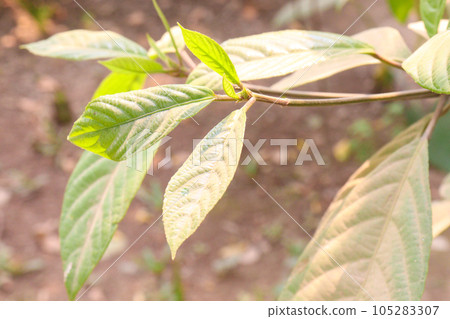 Averrhoa bilimbi leaf with tree for harvest 105283307