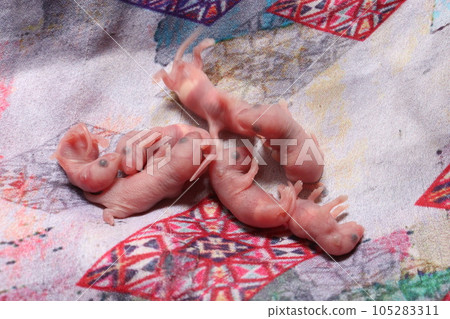 new born baby rat group new born baby rat group 105283311