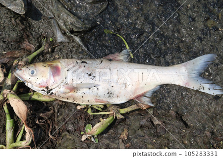 Dead silver carp fish in the lake 105283331