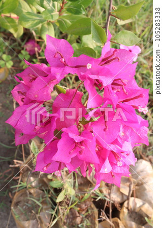 Bougainvillea spectabilis flower plant on nursery Bougainvillea spectabilis flower plant on nursery 105283338