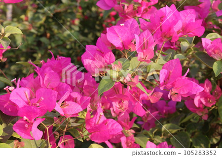 Bougainvillea spectabilis flower plant on nursery 105283352