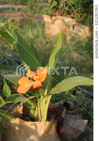 Canna indica also called indian shot on farm Canna indica also called indian shot on farm 105283361