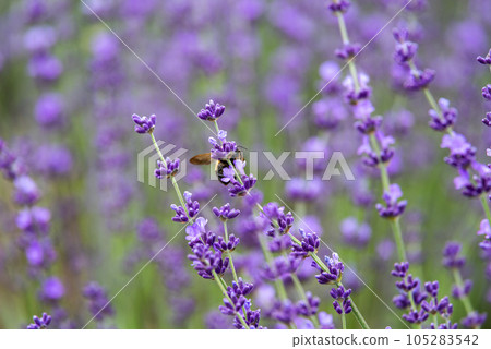 Lavender field 105283542