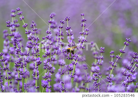 Lavender field 105283546