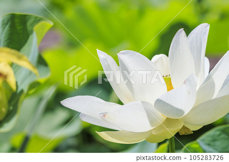 Hydrangea and Hass in full bloom Hydrangea and Hass in full bloom 105283726