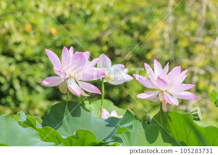 Hydrangea and Hass in full bloom Hydrangea and Hass in full bloom 105283731